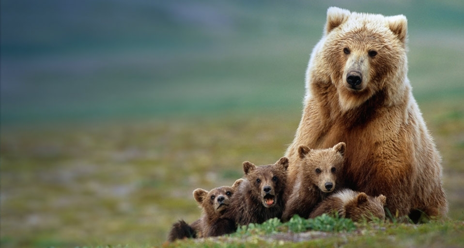 Grizzly bear sow with four cubs near Moraine Creek, Katmai National Park, Alaska, USA -- AlaskaStock/Corbis &copy; (Bing United Kingdom)
