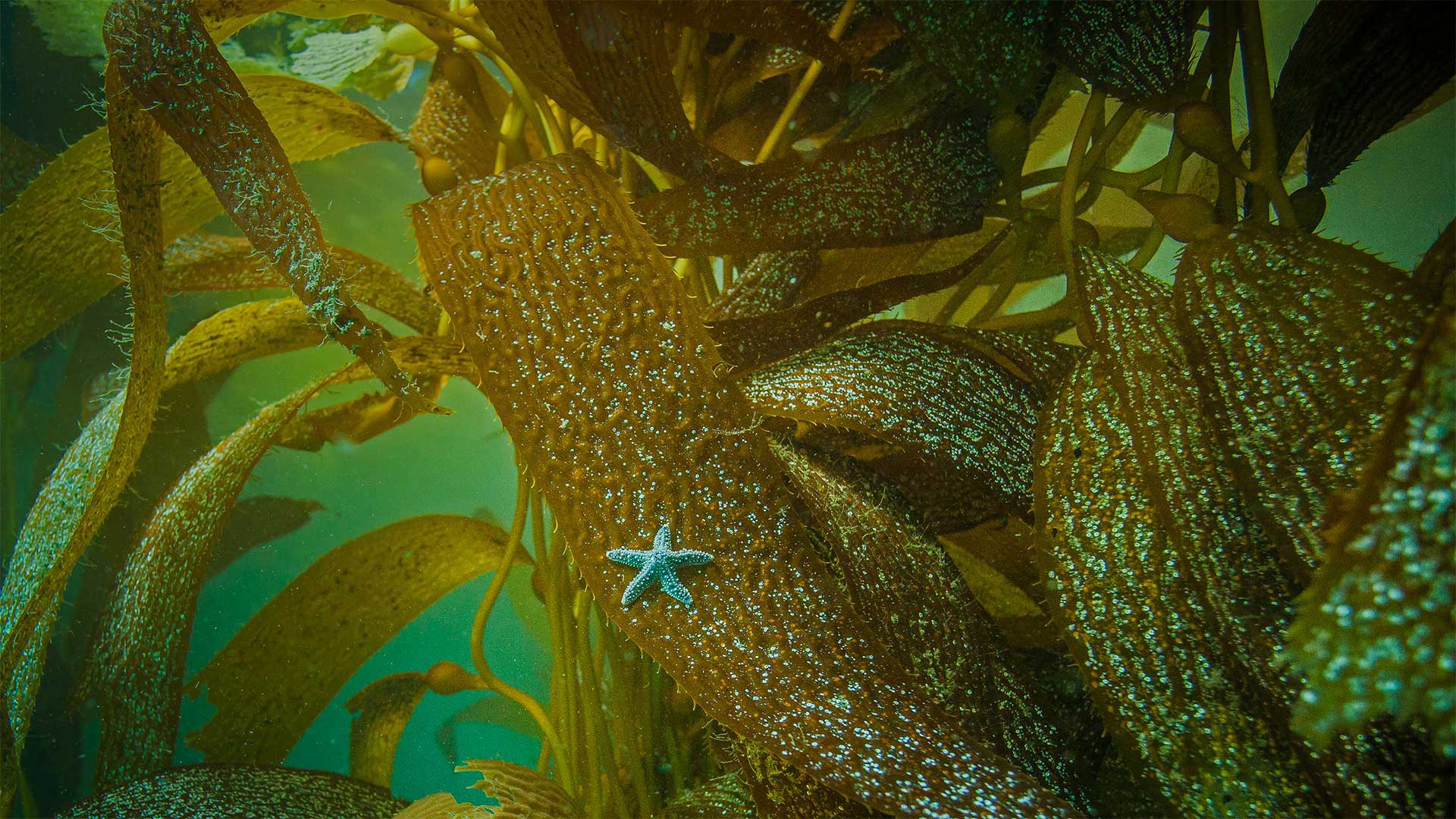 Ochre sea star on kelp off the coast of California, USA (© Ralph Pace/Minden Pictures)(Bing United Kingdom)