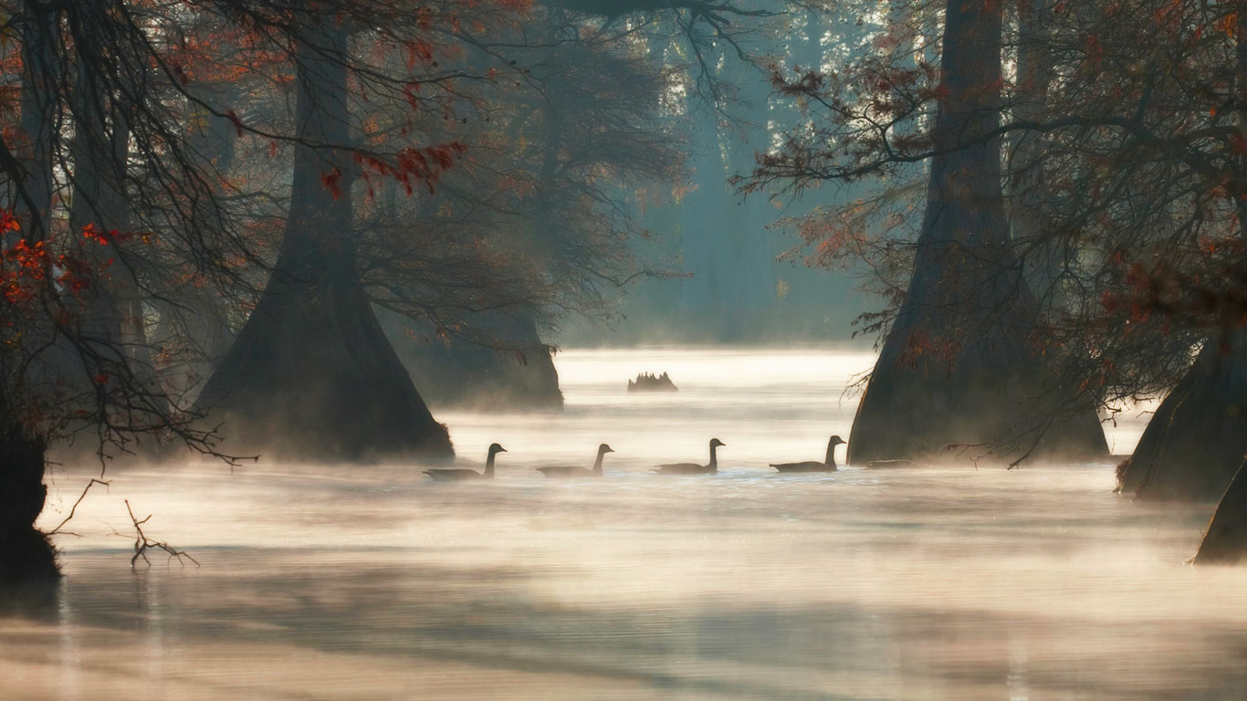 Canada geese in Hill Lake, Pulaski County, Arkansas, USA (© Barry Hamilton/Corbis)(Bing United Kingdom)