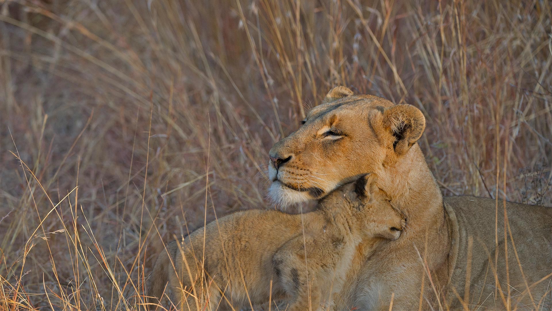 Ein Löwenjunges mit seiner Mutter im Wildreservat Sabi Sabi, Südafrika (© Andrew Coleman/Getty Images)(Bing Deutschland)