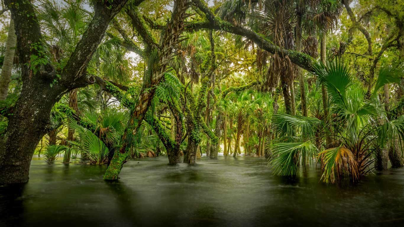 Hydric hammock in Myakka River State Park, Florida (© Paul Marcellini/Tandem Stills + Motion)(Bing Canada)