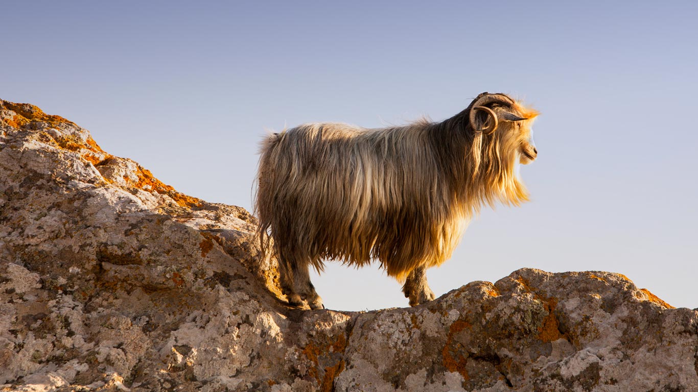 A goat on the castle rocks in Myrina, on the isle of Lemnos, Greece (© Ashley Cooper/Corbis)(Bing United States)