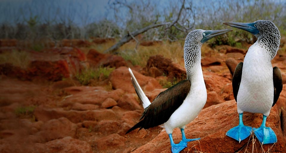 Pair of blue-footed boobies, Galapagos Islands, Ecuador -- MIKA STOCK/eStock Photo &copy; (Bing Canada)