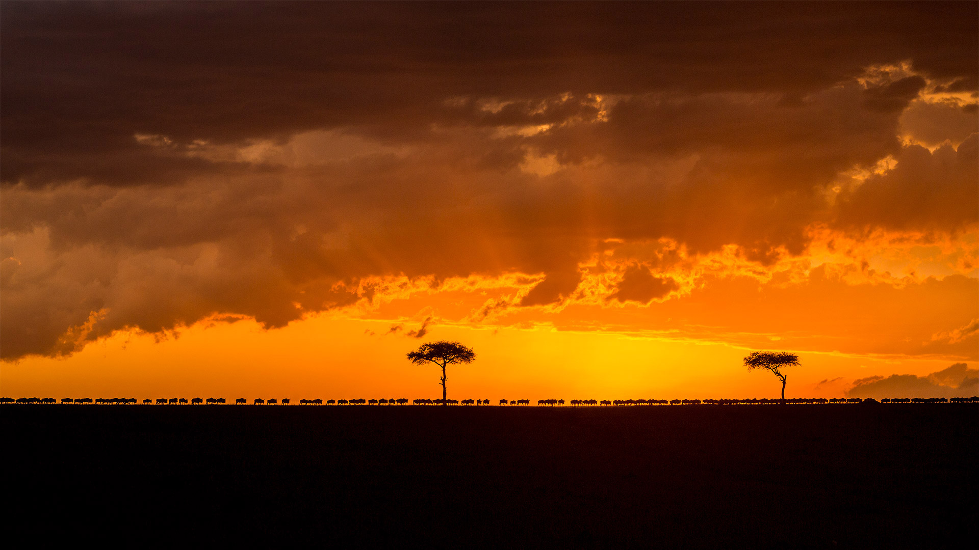 Blue wildebeest herd migrating at sunset, Maasai Mara Game Reserve, Kenya (© Denis-Huot/Minden Pictures)(Bing United Kingdom)
