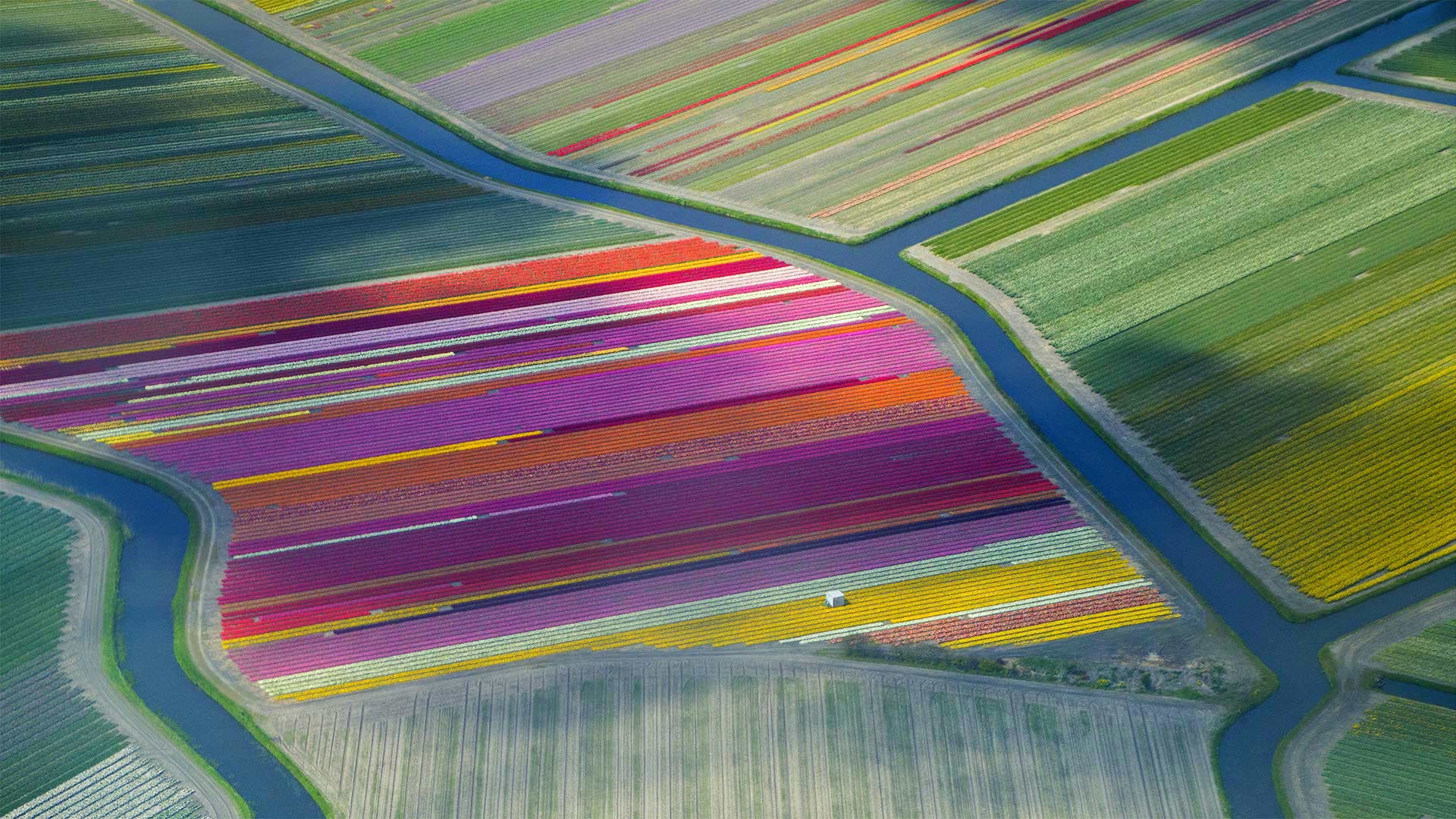 Dutch tulip fields in the Duin- en Bollenstreek region for the Amsterdam Tulip Festival (© Frans Sellies/Getty Images)(Bing United Kingdom)