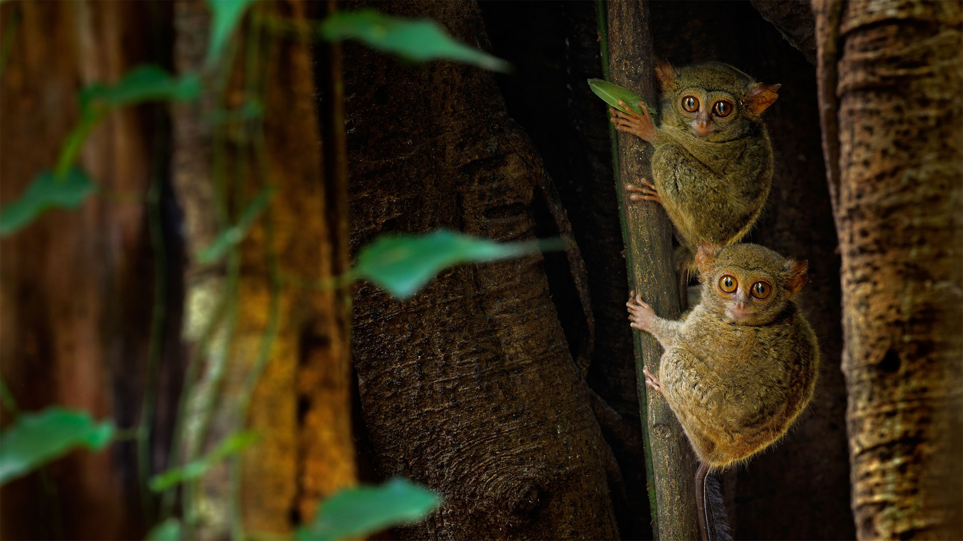 Spectral tarsiers in a ficus tree in Tangkoko Batuangus Nature Reserve, Indonesia (© Ondrej Prosicky/Shutterstock)(Bing United Kingdom)