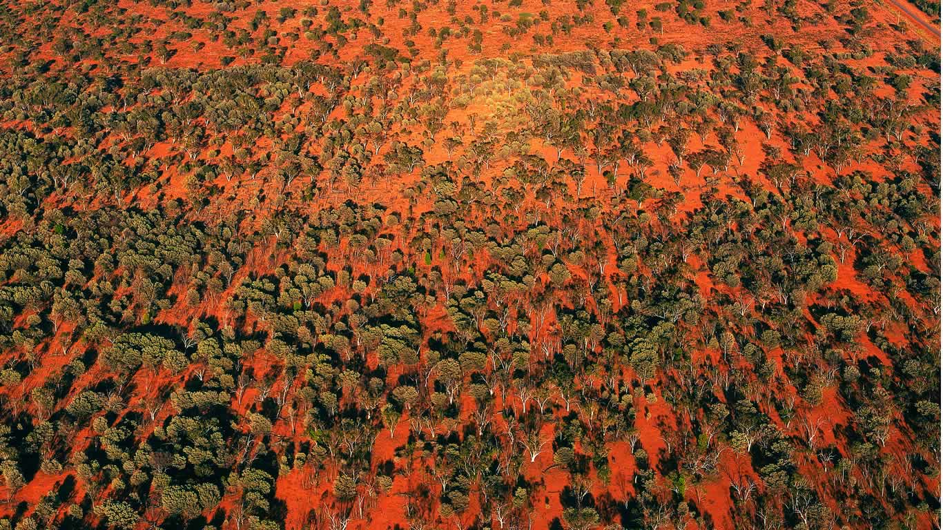 Aerial view of trees in the outback of Queensland, Australia (© Richard Woldendorp/Getty Images)(Bing Australia)