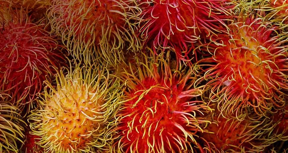 Rambutans (© Hemis/Alamy) &copy; (Bing Canada)