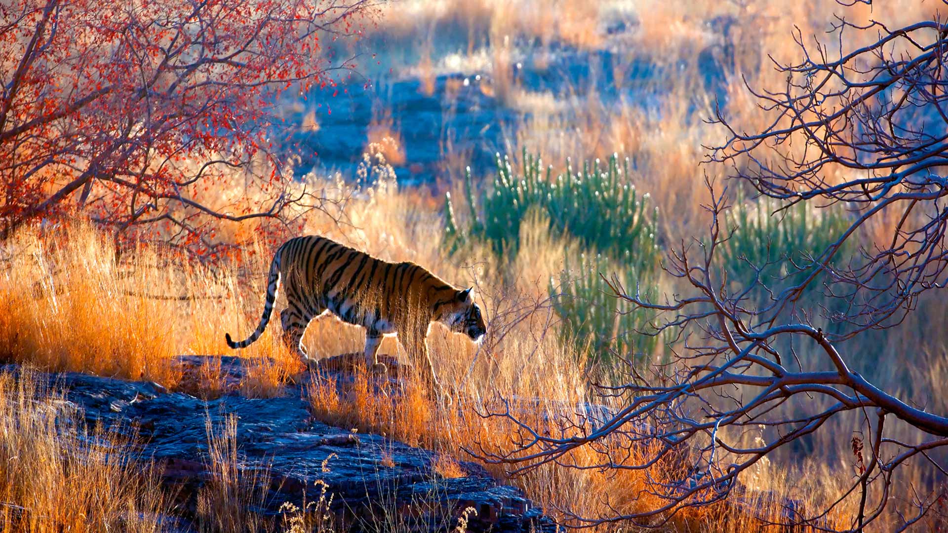 Königstiger im Ranthambore-Nationalpark, Rajasthan, Indien (© eROMAZe/E+/Getty Images)(Bing Deutschland)