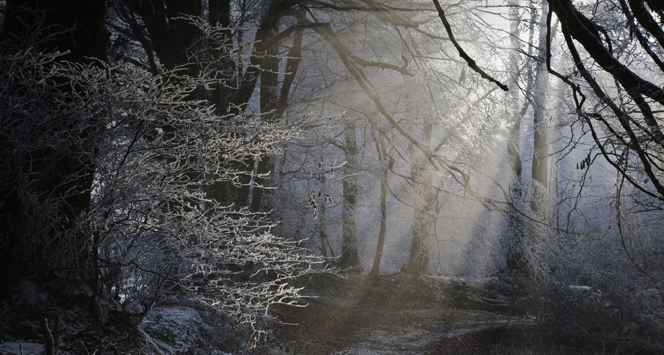 Hoar frost on sunlit forest, Blackdown Hills, Sussex, UK - Alastair MacEwen/Oxford Scientific &copy; (Bing United Kingdom)