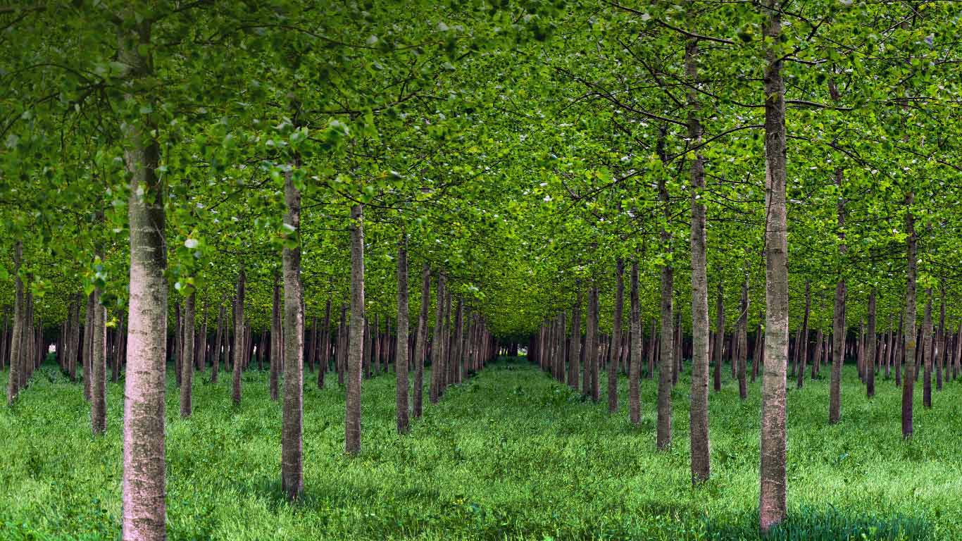 ｢ポプラの森｣イタリア, パダノ・ベネタ平野 (© Eddy Galeotti/Alamy)(Bing Japan)