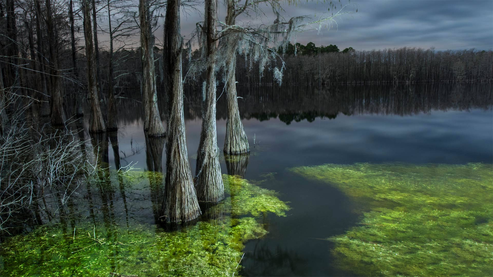 Pine Log State Forest, Florida, USA (© plainpicture/Cavan Images)(Bing United Kingdom)