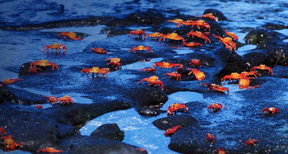 Red rock crabs (Grapsus grapsus), Galapagos Islands, Ecuador -- Gary Cralle/Getty Images &copy; (Bing United Kingdom)