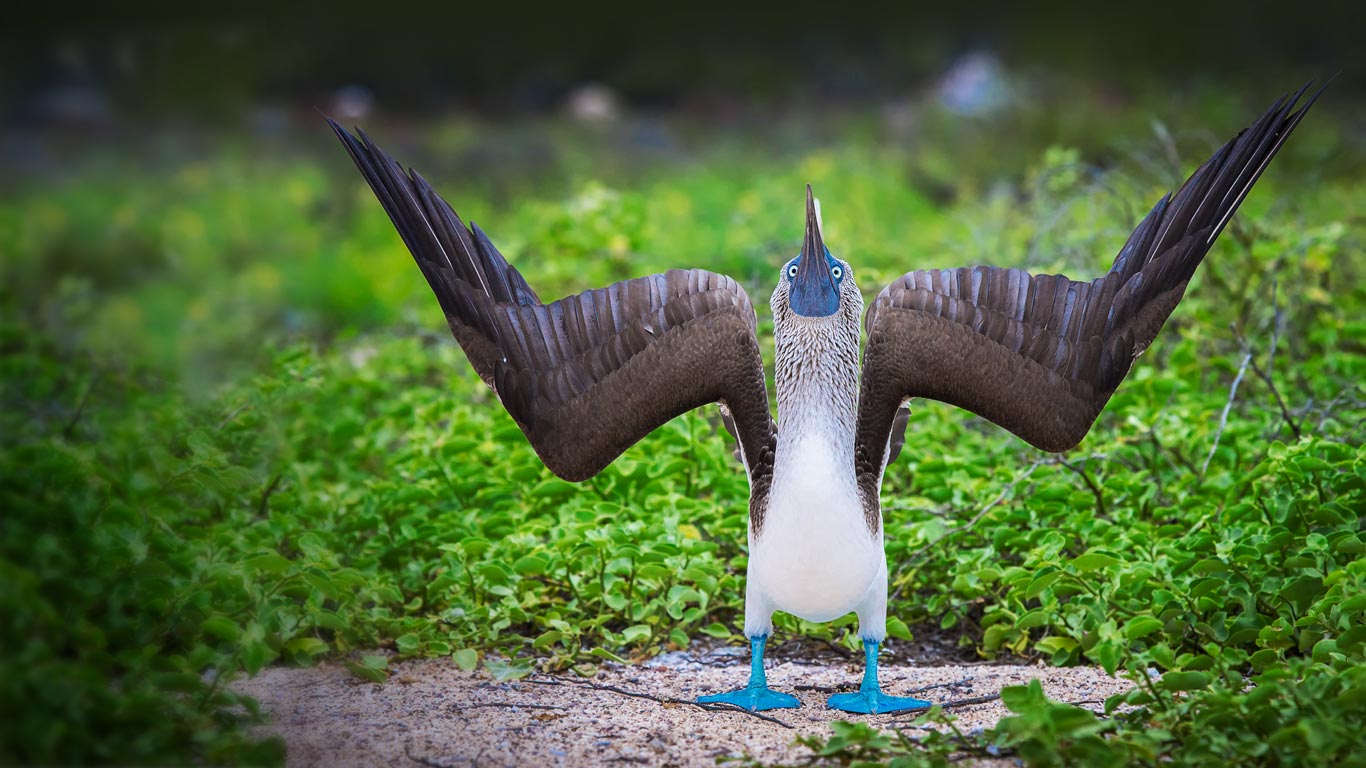 Blue-footed booby during a courtship display in the Galápagos Islands, Ecuador (© Scott Davis/Tandem Stock)(Bing United Kingdom)