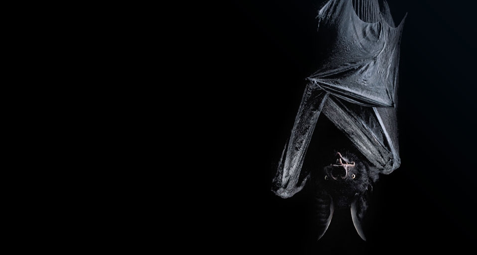 Bat hanging upside down -- Hans Neleman/Getty Images &copy; (Bing United Kingdom)