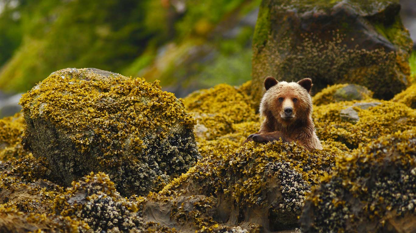 A grizzly in the Great Bear Rainforest, British Columbia, Canada (© Jack Chapman/Minden Pictures)(Bing United Kingdom)