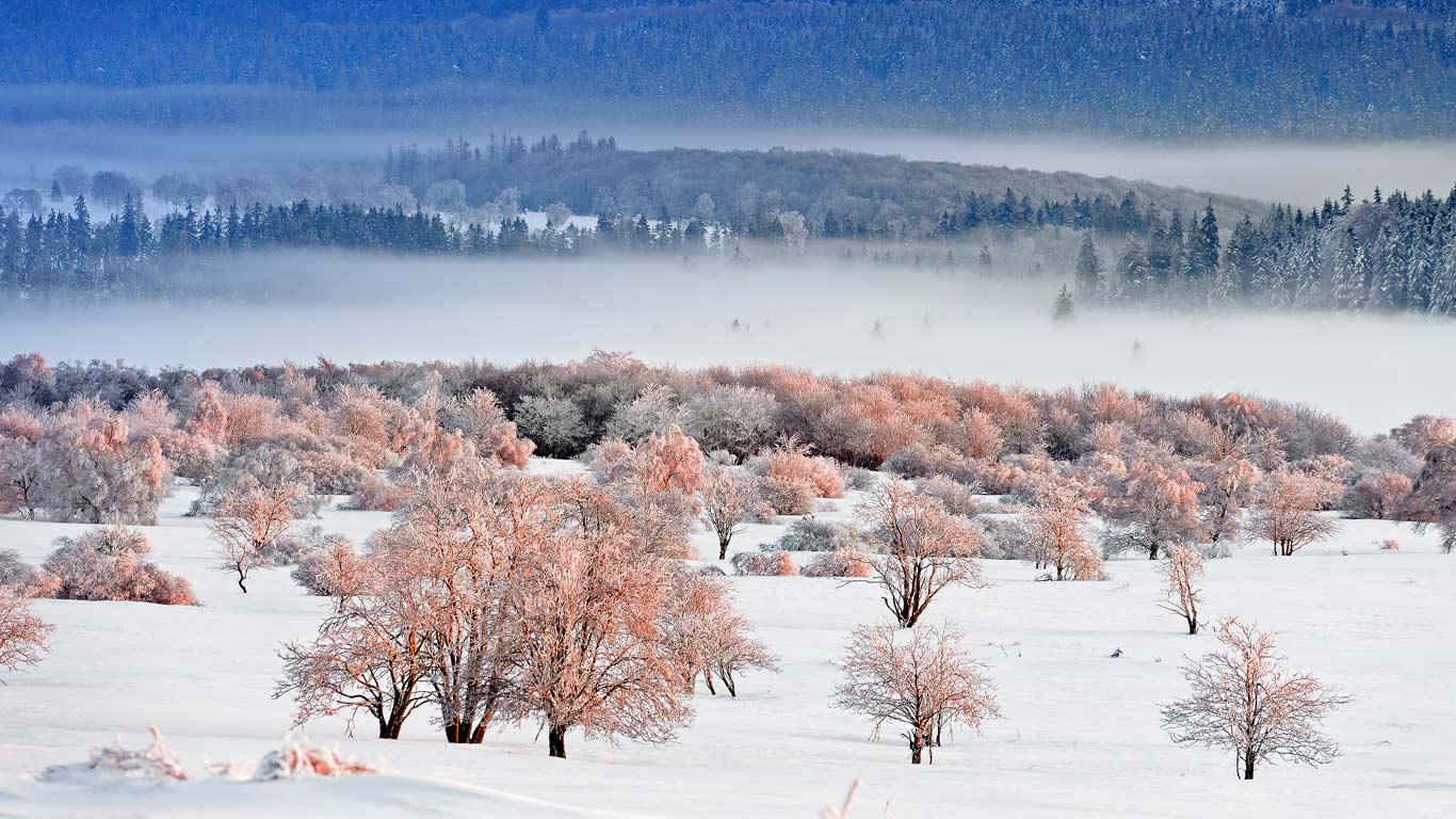 Eifel National Park, North Rhine-Westphalia, Germany (© Danny Laps/Minden Pictures)(Bing United Kingdom)