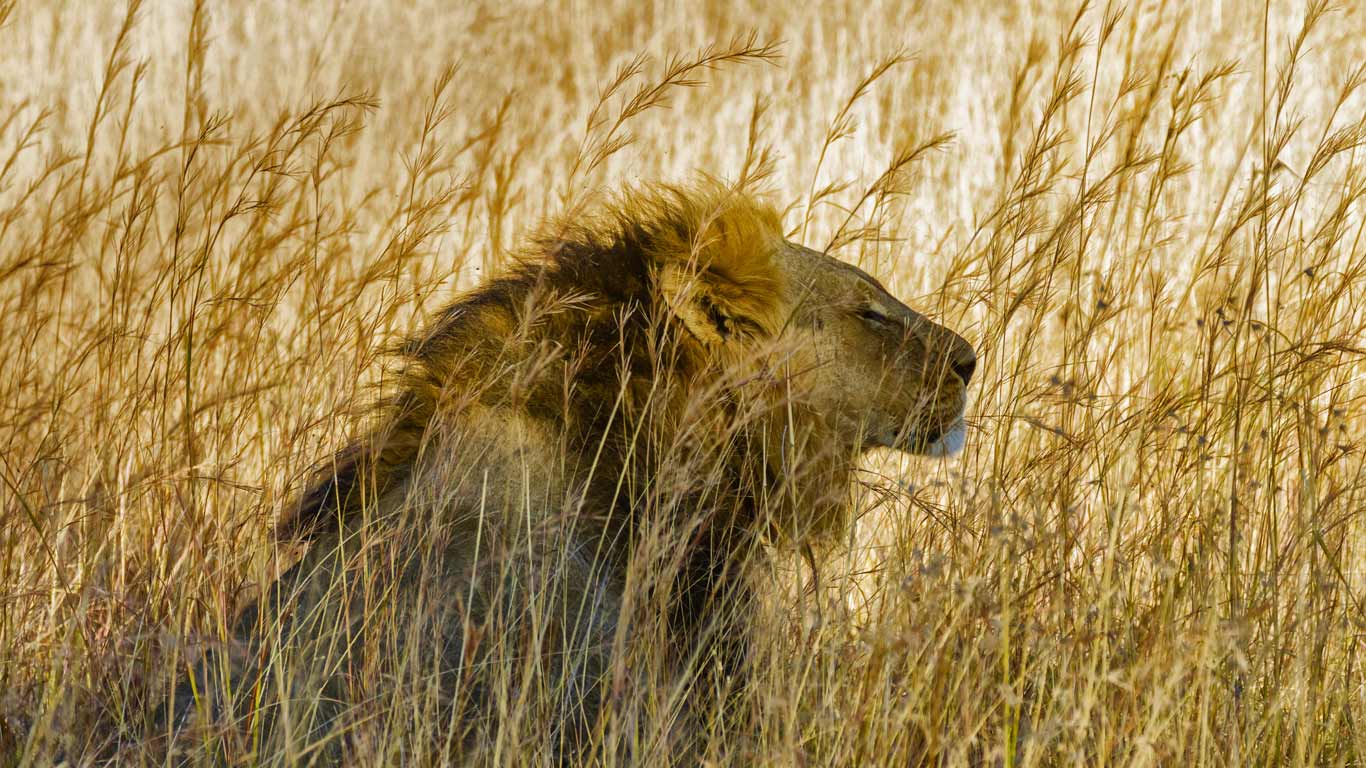 A lion in Hwange National Park, Zimbabwe (© Jeremy Woodhouse/Getty Images)(Bing Canada)