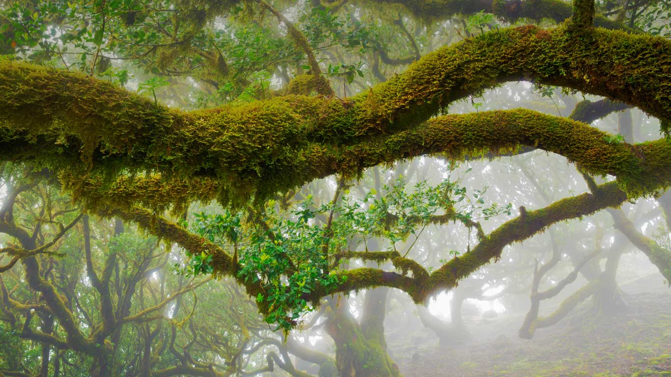 The laurel trees of Madeira Natural Park, Portugal (© Frank Krahmer/Getty Images)(Bing United Kingdom)