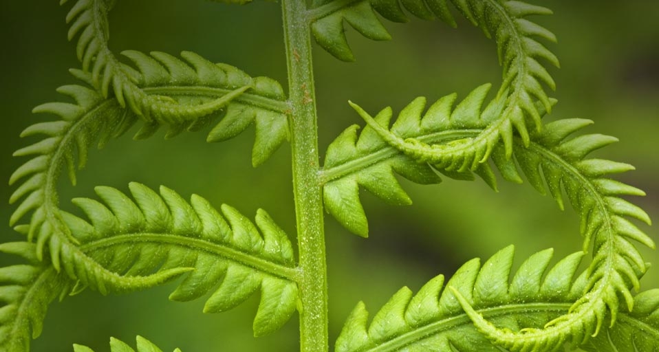 Cinnamon fern, detail of emerging fronds, Lively, Ontario, Canada – Don Johnston/age fotostock &copy; (Bing United Kingdom)