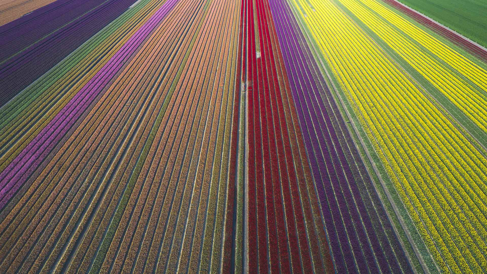 郁金香田鸟瞰图，德国萨克森-安哈尔特 (© Anke Scheibe/Westend61/offset by shutterstock)(Bing China)