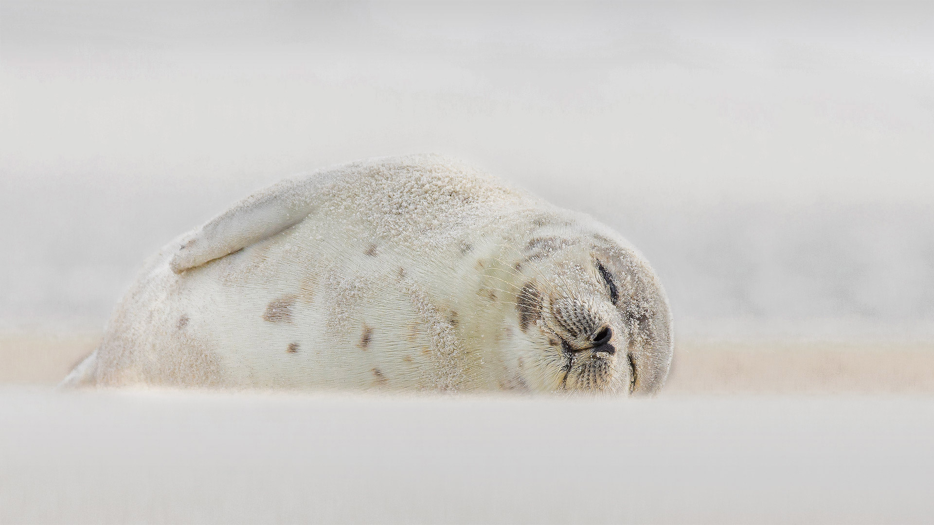 Harp seal sleeping at Jones Beach, Long Island, New York (© Vicki Jauron, Babylon and Beyond Photography/Getty Images)(Bing Canada)