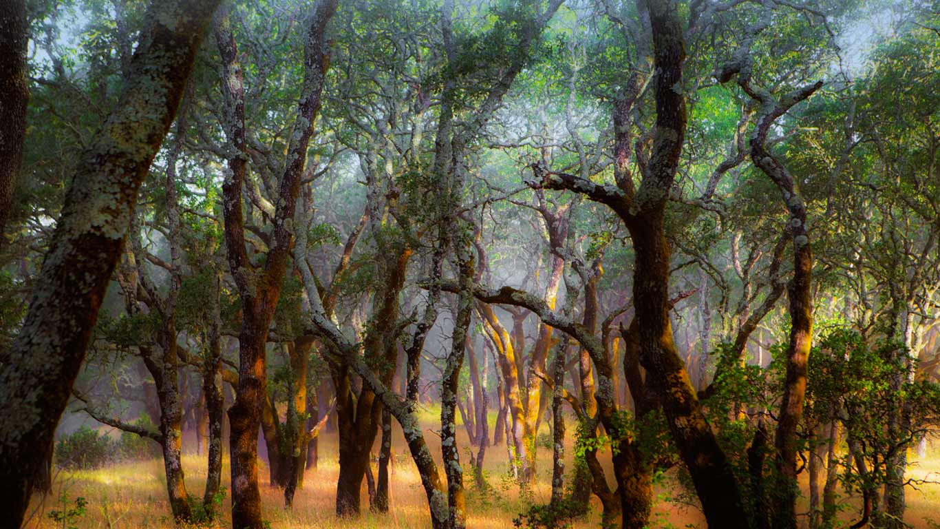 Foothill Regional Park near Windsor, California (© Ron Koeberer/Tandem Stills + Motion)(Bing New Zealand)