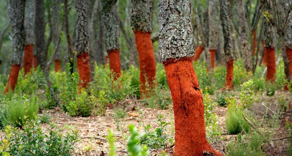 Freshly stripped cork oaks in Catalonia, Spain (© John Miller/plainpicture/Robert Harding) &copy; (Bing United Kingdom)
