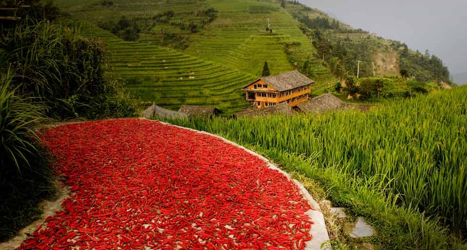 Chilli peppers drying in the sun on the rice terraces of LongJi in Guangxi, China -- age fotostock/Superstock &copy; (Bing United Kingdom)