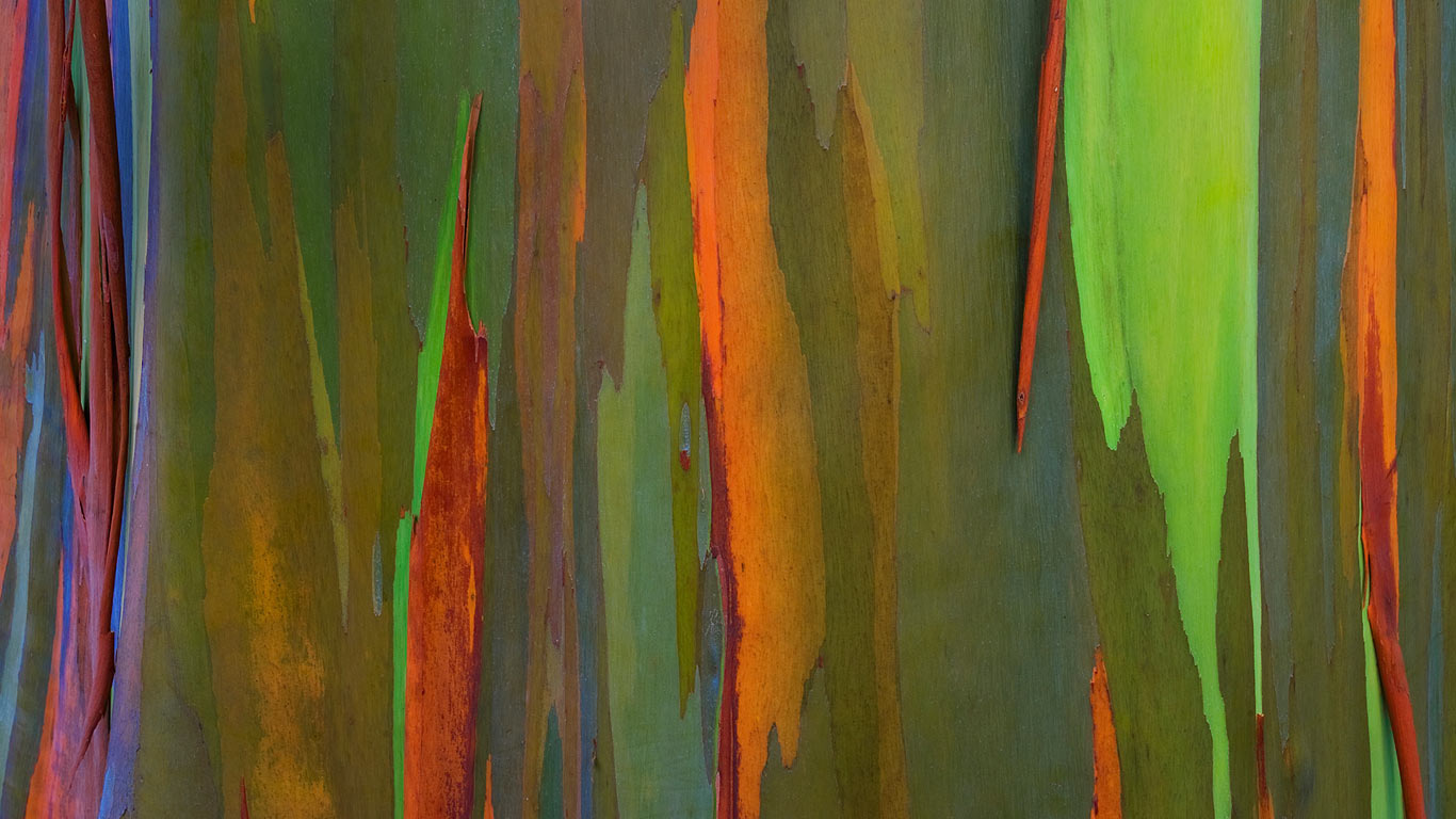 Bark of a rainbow eucalyptus tree, Maui, Hawaii, USA (© Daryl Pederson/plainpicture)(Bing United Kingdom)