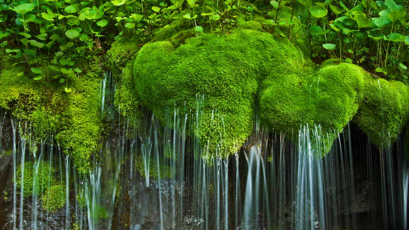 Waterfall and moss, Shenandoah National Park, Virginia (© Oliver Gerhard/imageBROKER/Alamy)(Bing Canada)