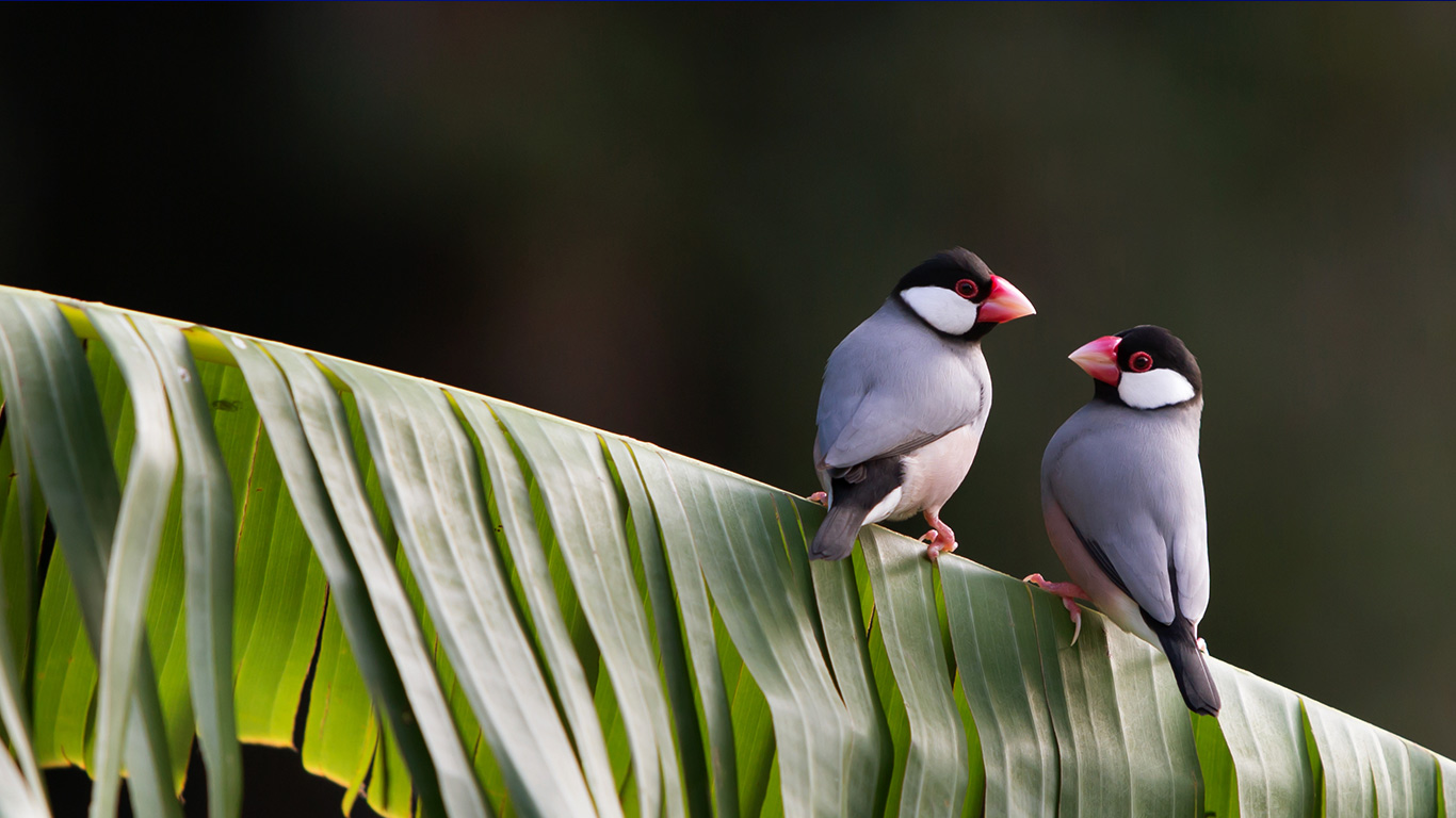 ｢野生の文鳥｣ (© CREATISTA/Getty Images)(Bing Japan)