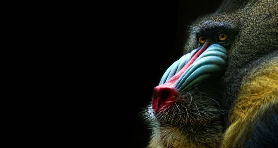 Mandrill -- Ina Penning/age fotostock &copy; (Bing United Kingdom)