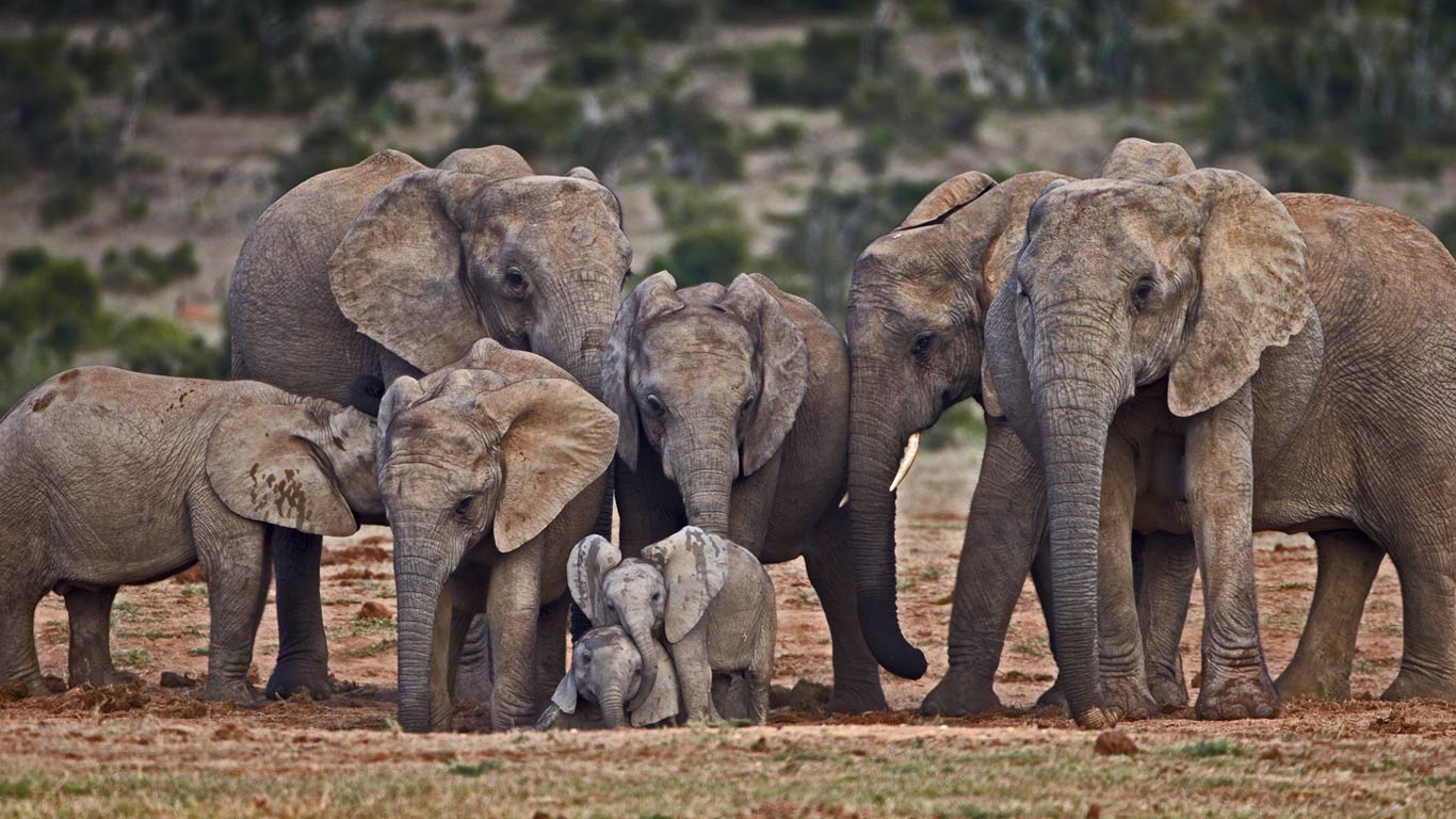 African elephants (© James Hager/Offset)(Bing United Kingdom)