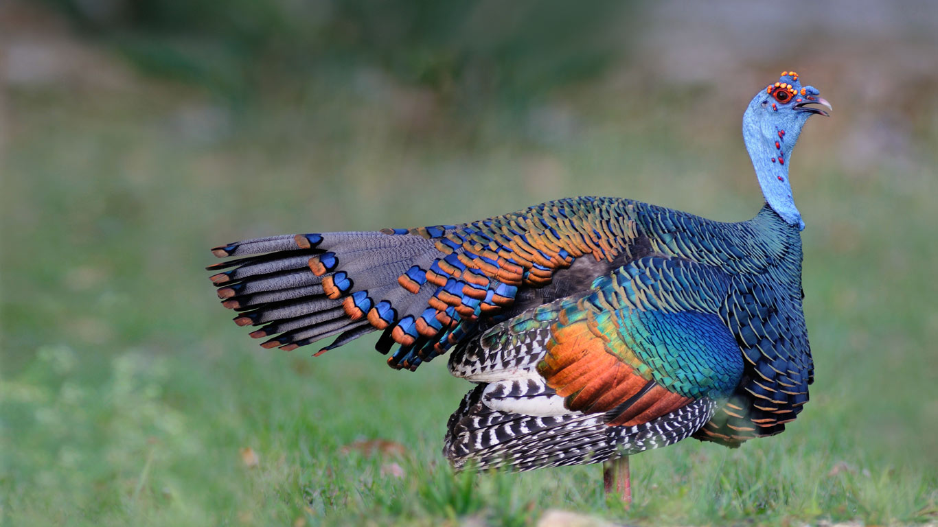 An ocellated turkey in Guatemala (© Peter Waechtershaeuser/Minden Pictures)(Bing United States)