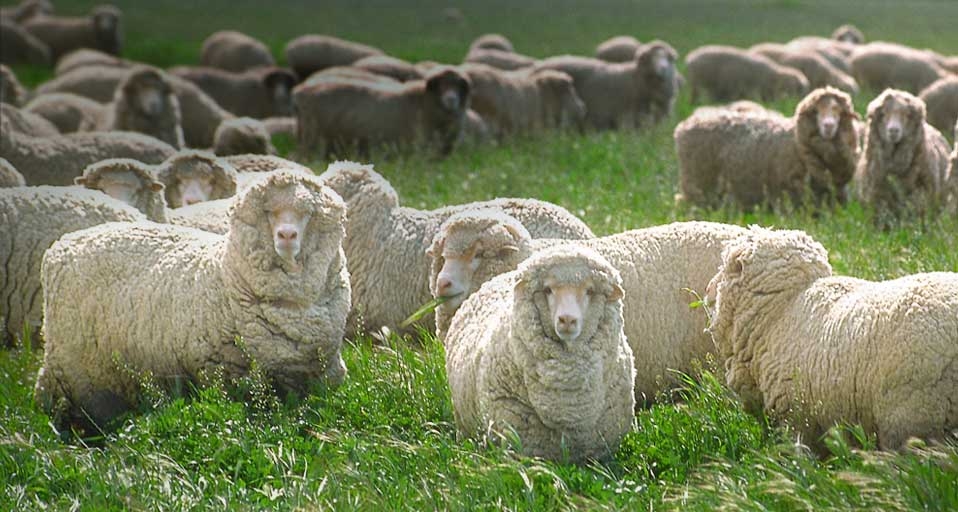 Schafherde spaziert über einen Deich in Friesland – Michael Dietrich/imagebroker.net/Photolibrary &copy; (Bing Germany)