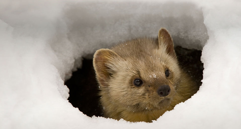 Pine Marten peeking from an ice hole -- James Urbach/Photolibrary &copy; (Bing United Kingdom)