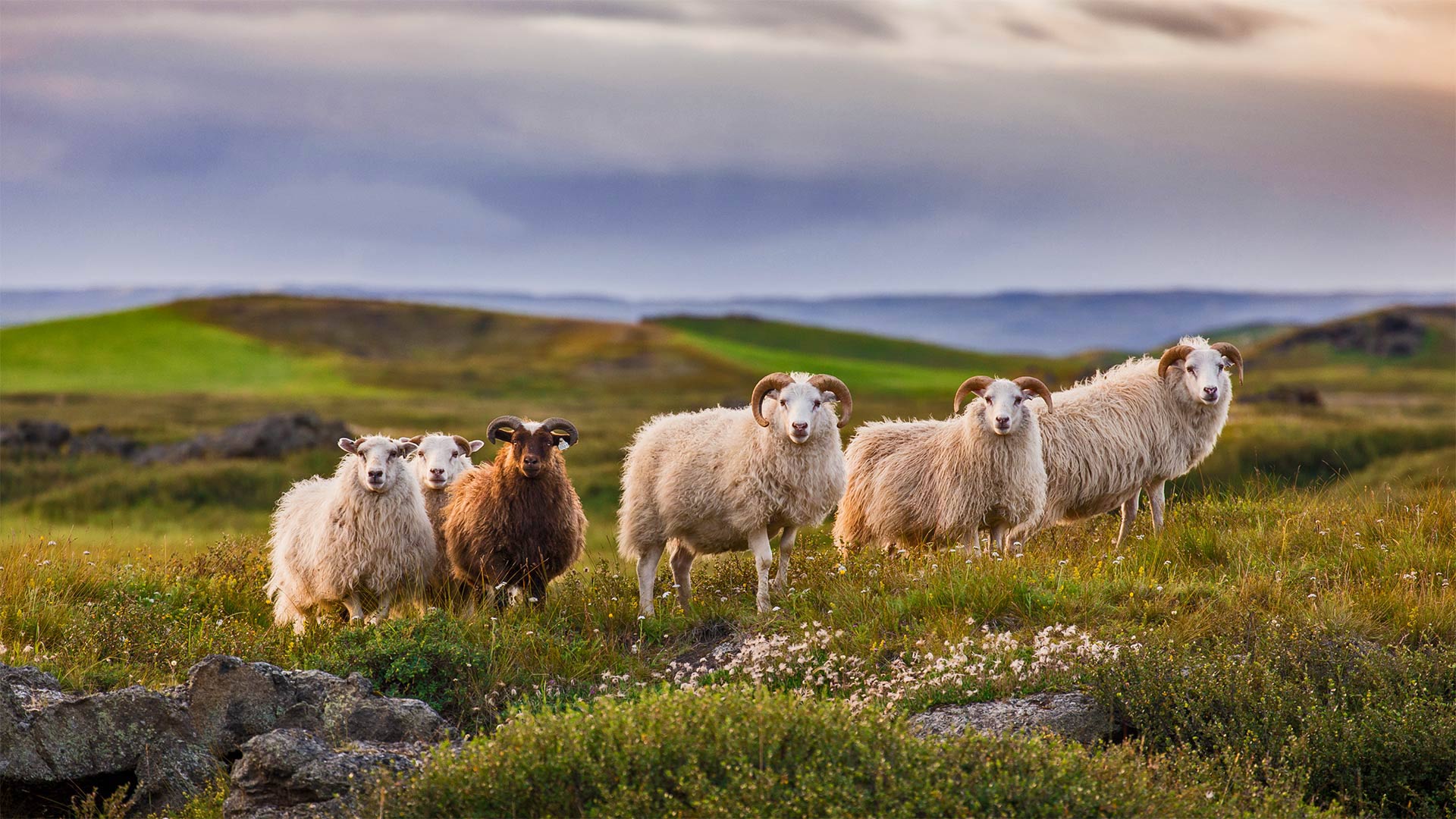 Icelandic sheep ready for réttir (© Pieter Tytgat/Getty Images)(Bing United Kingdom)