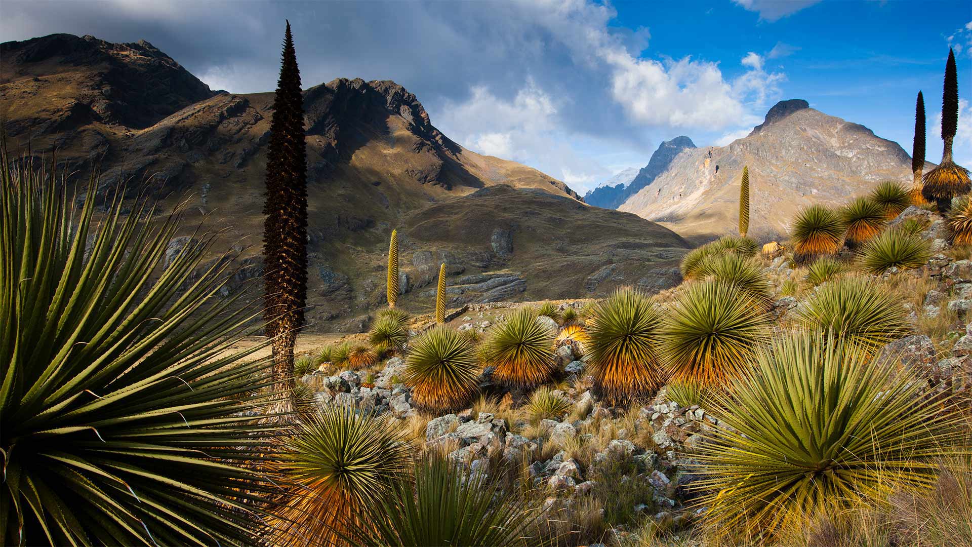 Queen of the Andes plants in the Cordillera Blanca mountains, Peru (© Cyril Ruoso/Minden Pictures)(Bing United Kingdom)