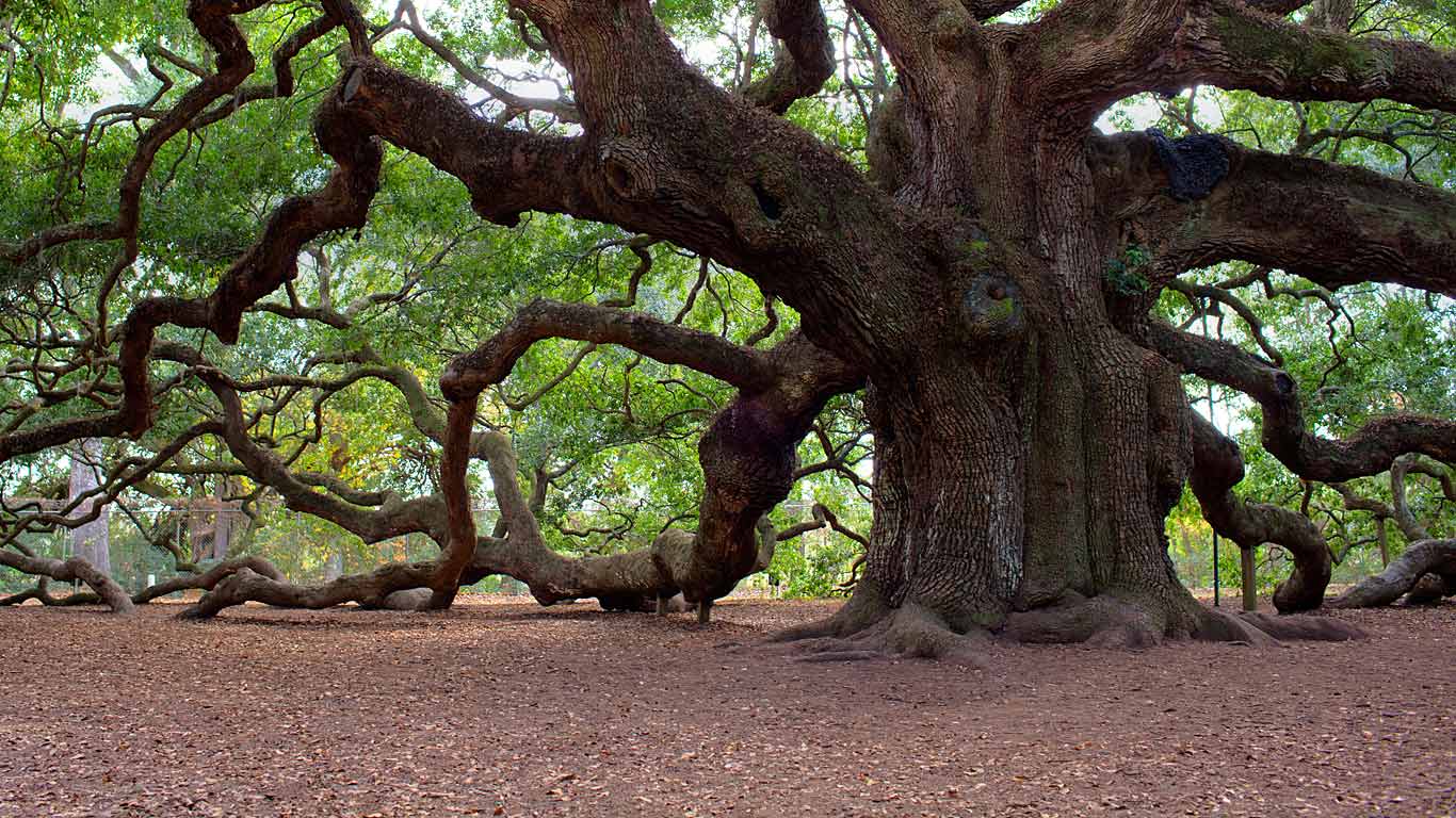 Angel Oak Tree, Johns Island, South Carolina, USA (© Haraldur Stefansson/Alamy)(Bing United Kingdom)