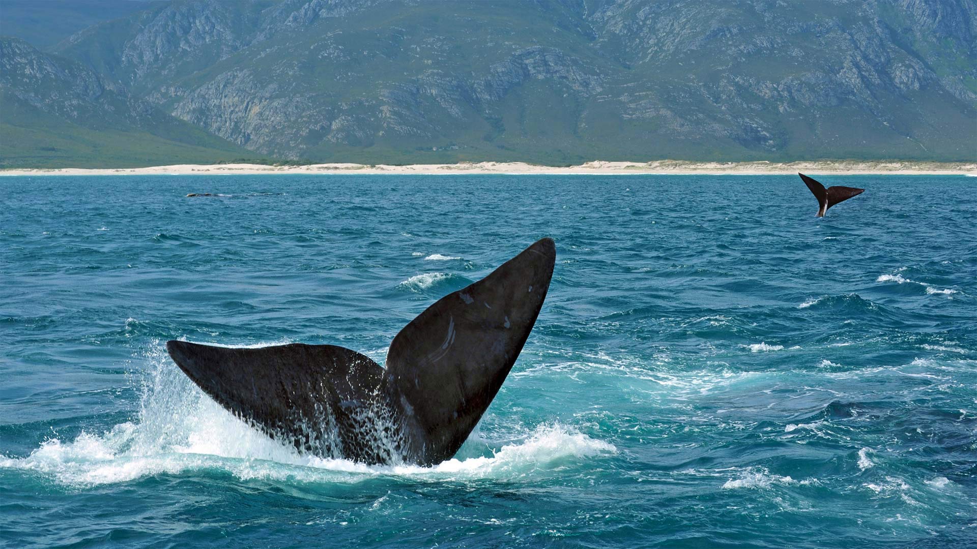 ｢ミナミセミクジラの尾びれ｣南アフリカ, ヘルマナス沖 (© oversnap/E+/Getty Images)(Bing Japan)