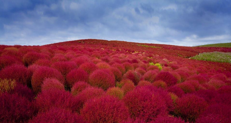 Burning bush plants (kochia) in Hitachi Seaside Park, Hitachinaka City, Japan (© Clover/Superstock)(Bing Canada)