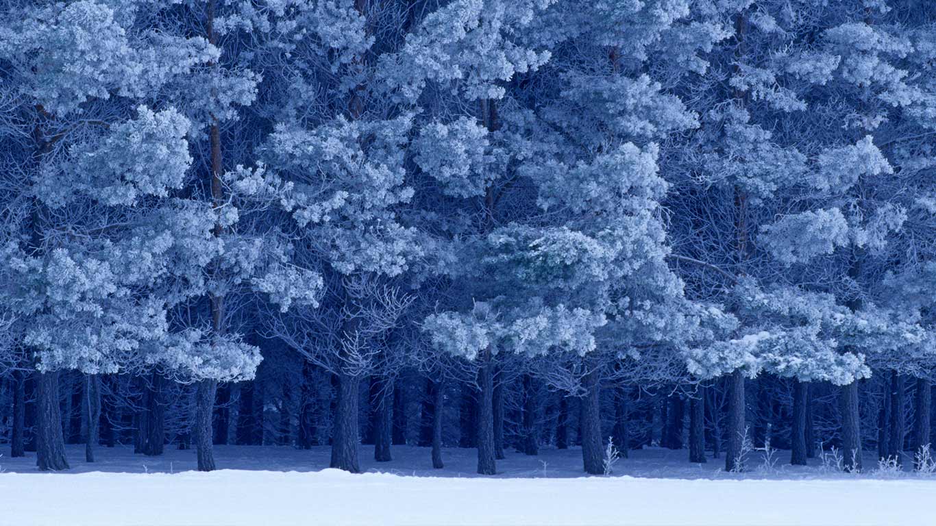 Scots Pines in winter, Birds Hill Provincial Park, Manitoba, Canada (© Mike Grandmaison/Corbis)(Bing Canada)