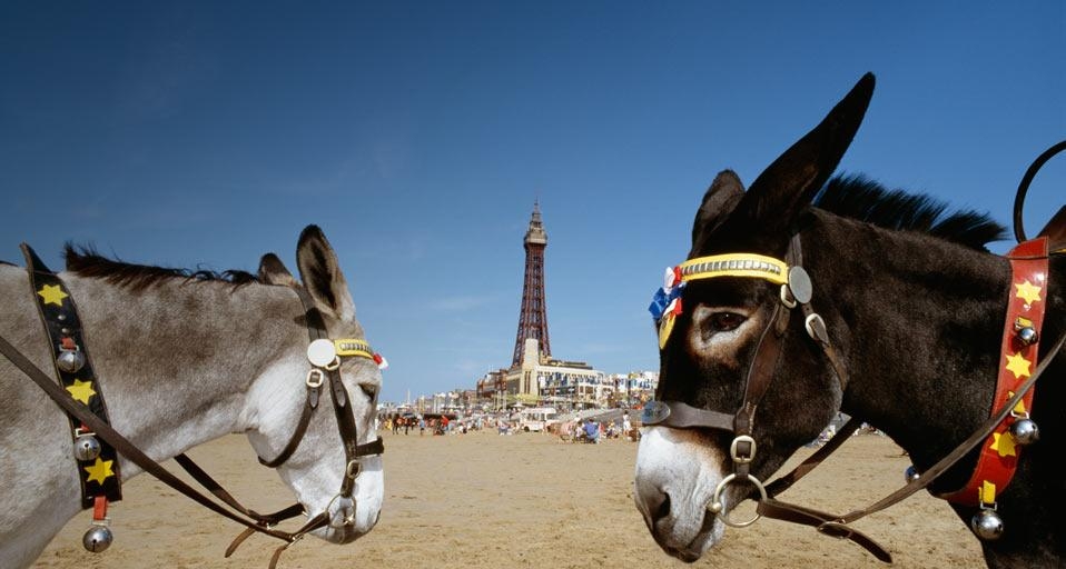 Donkeys on the beach with Blackpool Tower in the background (© Axiom Photographic Limited / SuperStock) &copy; (Bing United Kingdom)