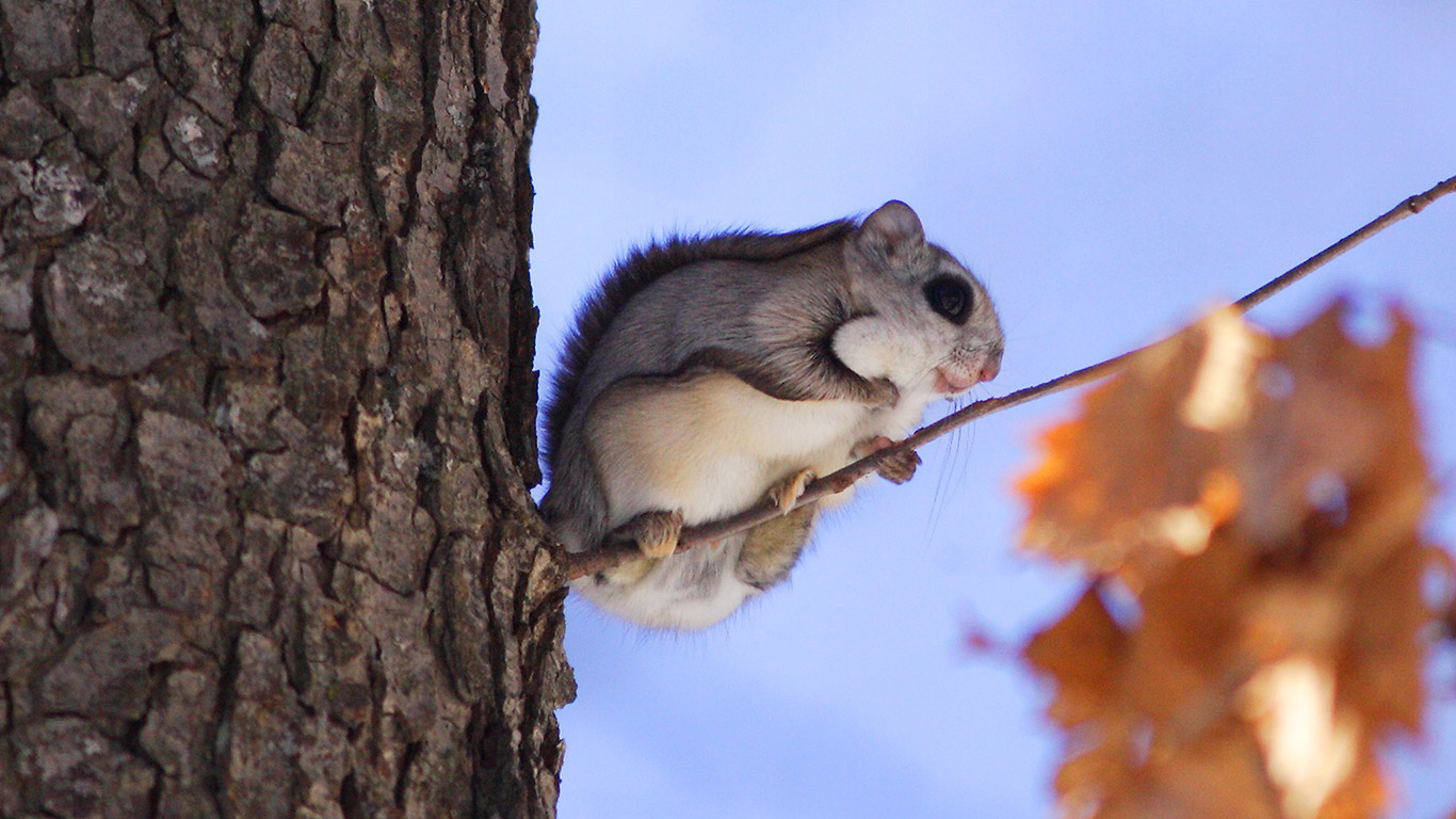 Japanese dwarf flying squirrel (© Shiroh Yabe/SEBUN PHOTO/amanaimages/Corbis)(Bing United Kingdom)
