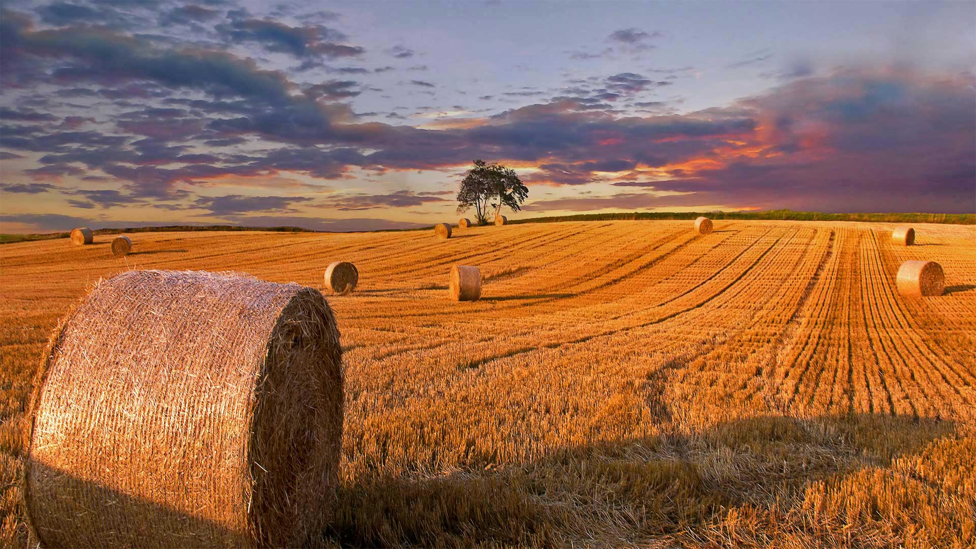 Hay bales in a field in Jutland, Denmark (© Nick Brundle Photography/Getty Images)(Bing United Kingdom)