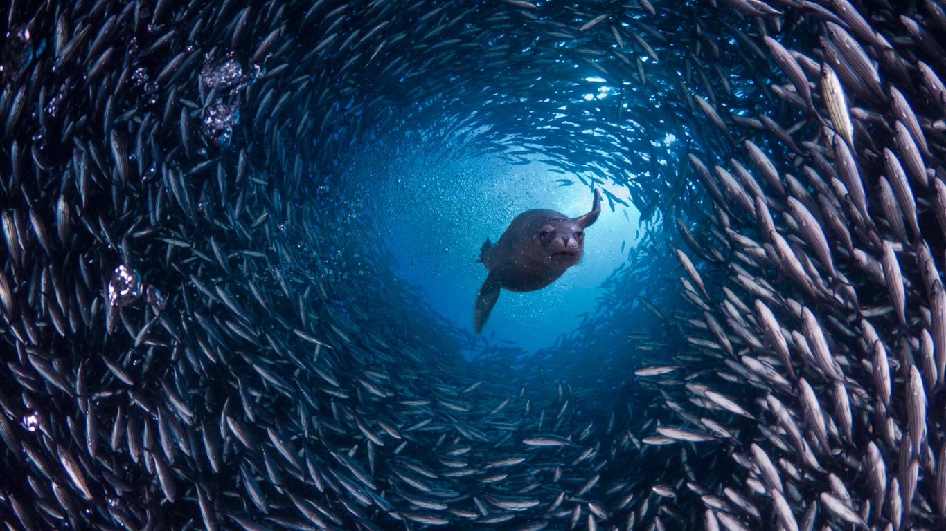 Galápagos sea lion swims through a school of black-striped salema fish off Santa Cruz Island, Galápagos Islands, Ecuador (© David Fleetham/Visuals Unlimited, Inc.)(Bing United Kingdom)