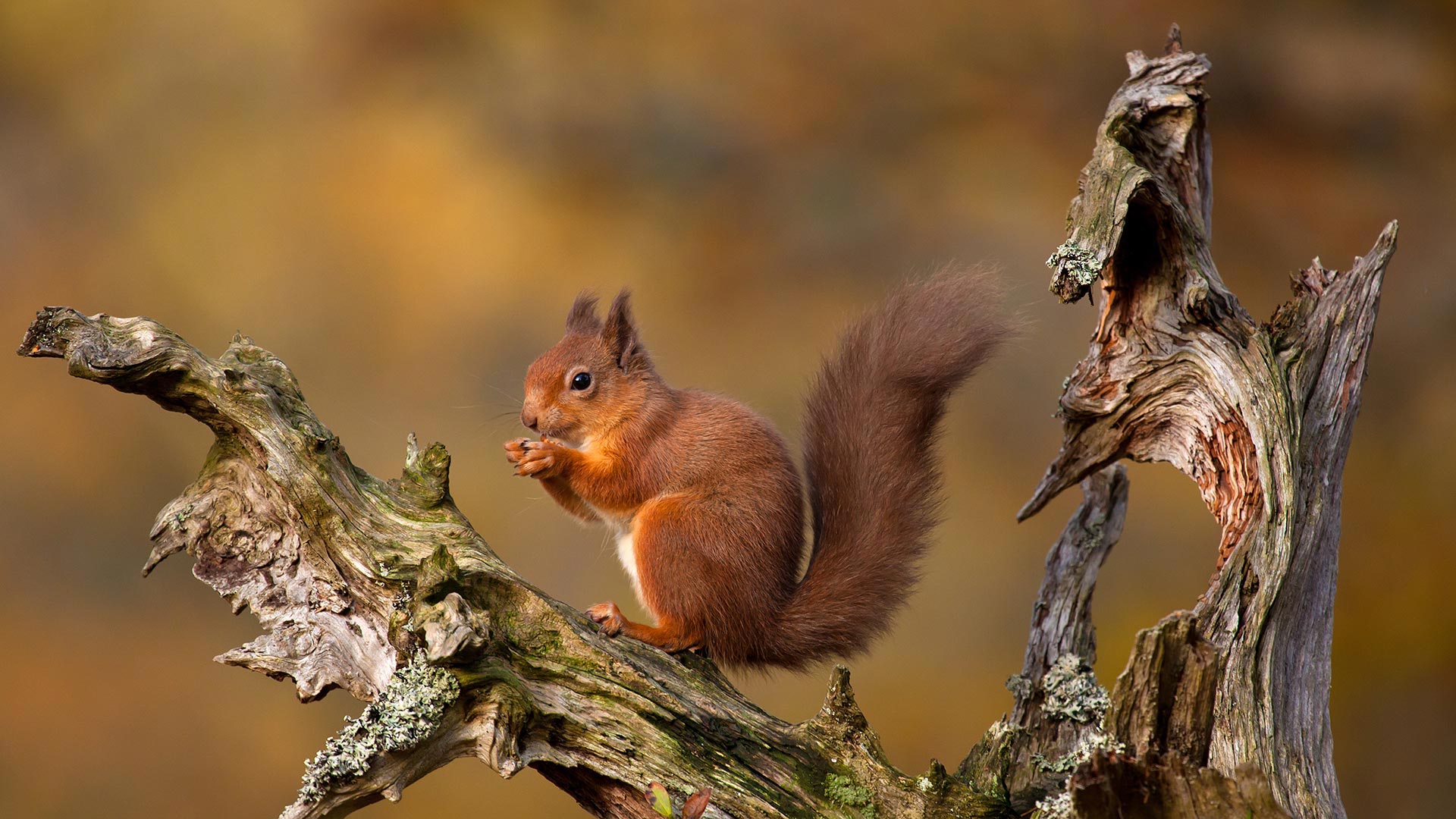 Eurasian red squirrel in the Cairngorms (© Images from BarbAnna/Getty Images)(Bing United Kingdom)