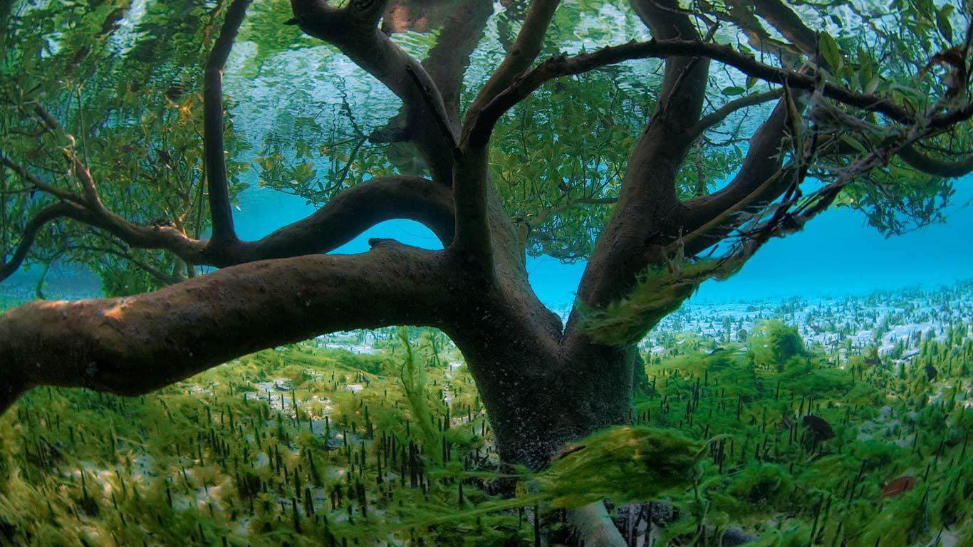 Mangrove seen from underwater, Aldabra, Seychelles (© Expeditieteam Aldabra/Foto Natura/Minden Pictures)(Bing Canada)