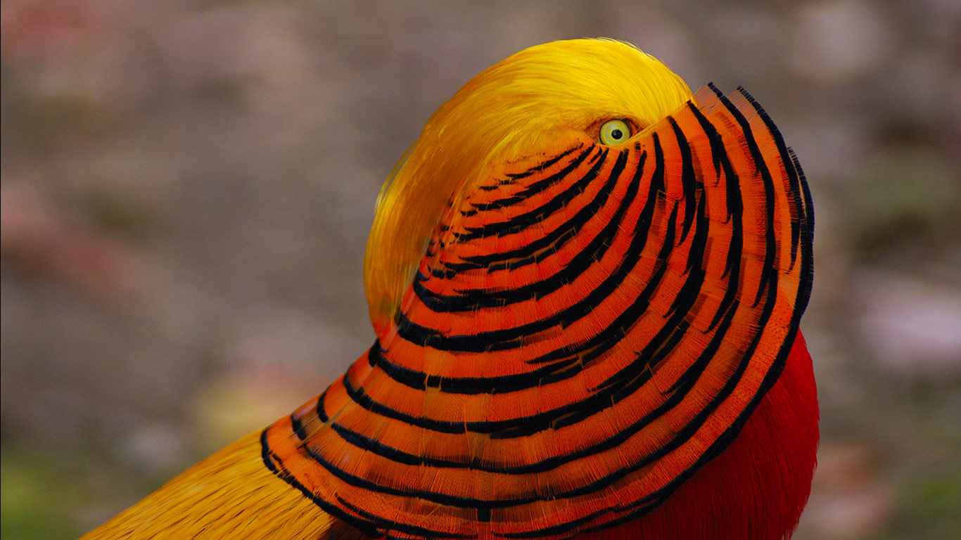 一只雄性红腹锦鸡 (© Darlyne A. Murawski/Getty Images)(Bing China)